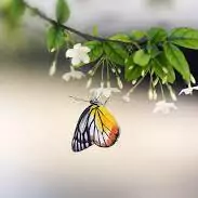 butterfly dp pics